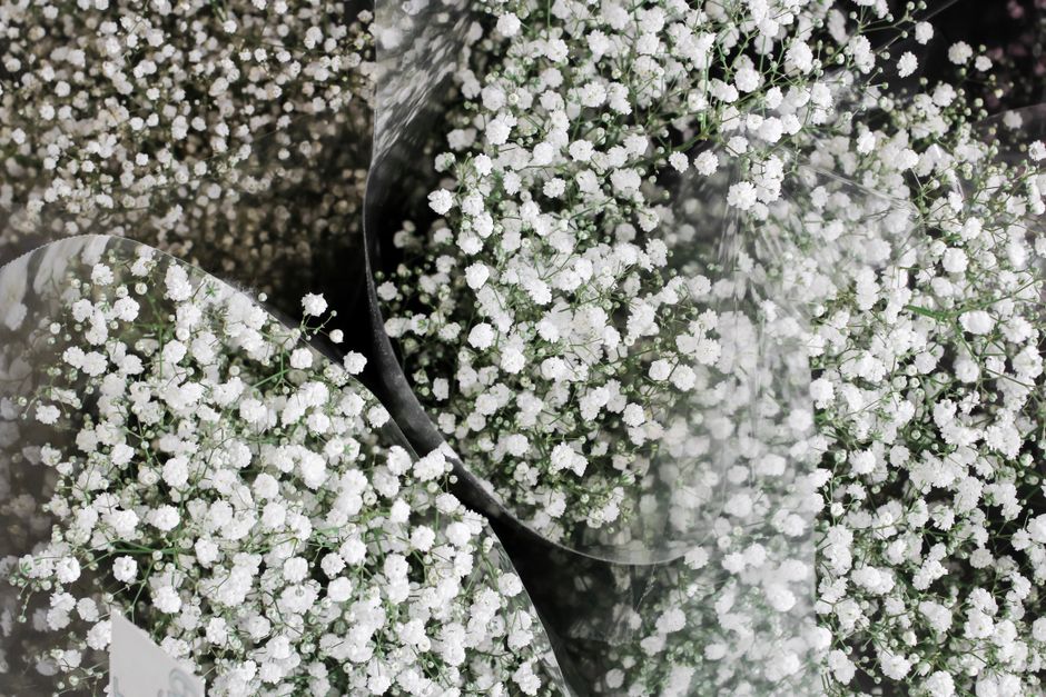 A close-up image of multiple small white gypsophila flowers, also known as baby's breath, arranged in transparent plastic wrapping and tied with black ribbon. The flowers have delicate, tiny petals an