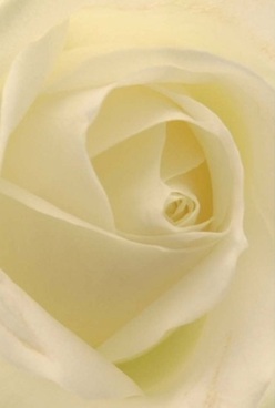 This intimate close-up captures the tranquil spirit of Temple in a single, exquisitely crafted rose. Layers of ivory petals swirl towards the centre, each one nearly translucent and velvety to the eye, conjuring sensations of silk brushed lightly under the fingertips. The soft, diffused lighting-much like an overcast afternoon on Temple Lane-illuminates gentle gradients of cream and pale lemon hues, without a sharp edge in sight. The artistry here is evident: the rose radiates a sense of serenity and timelessness, making it a fitting feature in arrangements meant for milestone occasions or heartfelt condolences. The flawless spiral core suggests purity and grace, qualities revered in sophisticated events and private moments alike along the riverfront. Subtle shadows nestled in the folds evoke quiet contemplation, while a barely perceptible floral scent seems to offer comfort to any setting, whether it be a private Temple chamber, a colleague's desk, or a family gathering. As florists in Temple, we find this rose encapsulates both artistry and emotion, its stillness speaking volumes where words cannot.